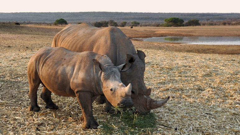 How can we save the rhino?